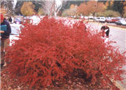 Red Leaf Japanese Barberry