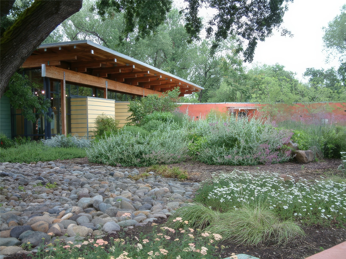 Shrubs and Rock Near Tree