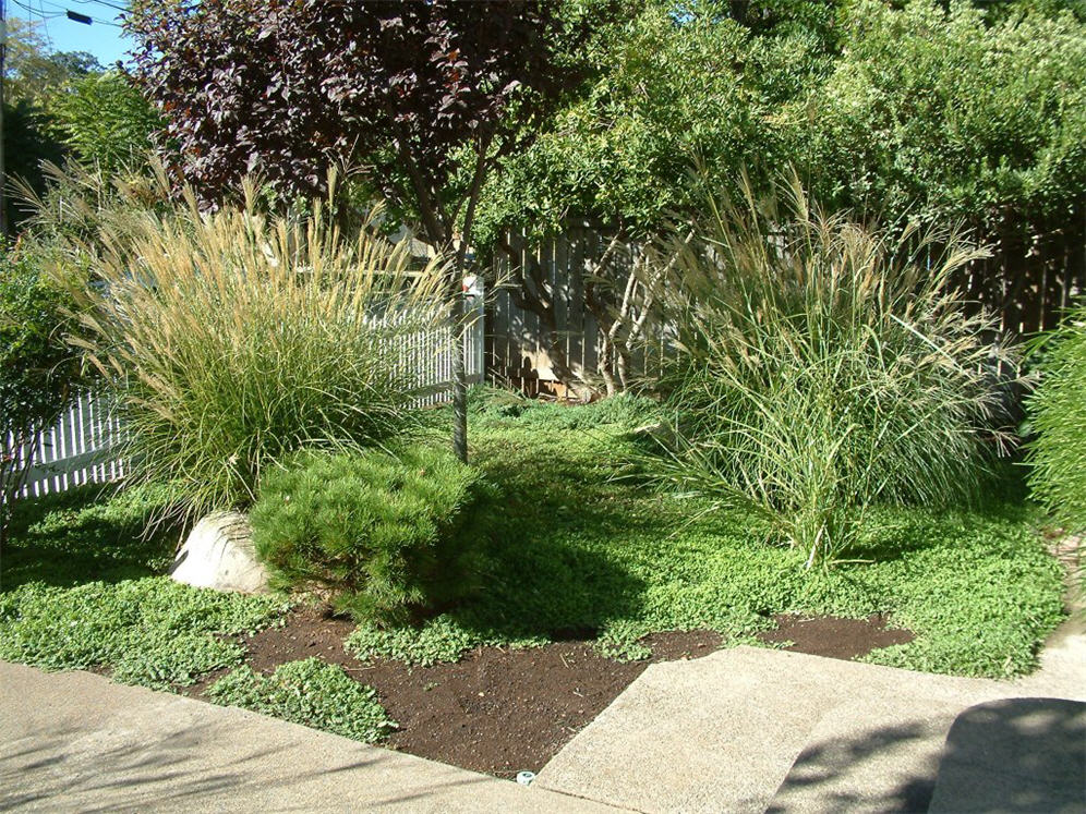 Ornamental Grasses in Front Yard