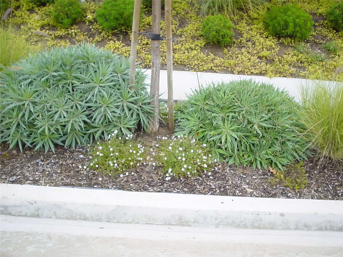 Pride of Madeira and Santa Barbara Daisy