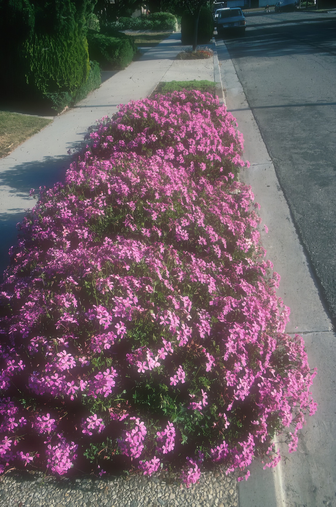 Pink Geranium