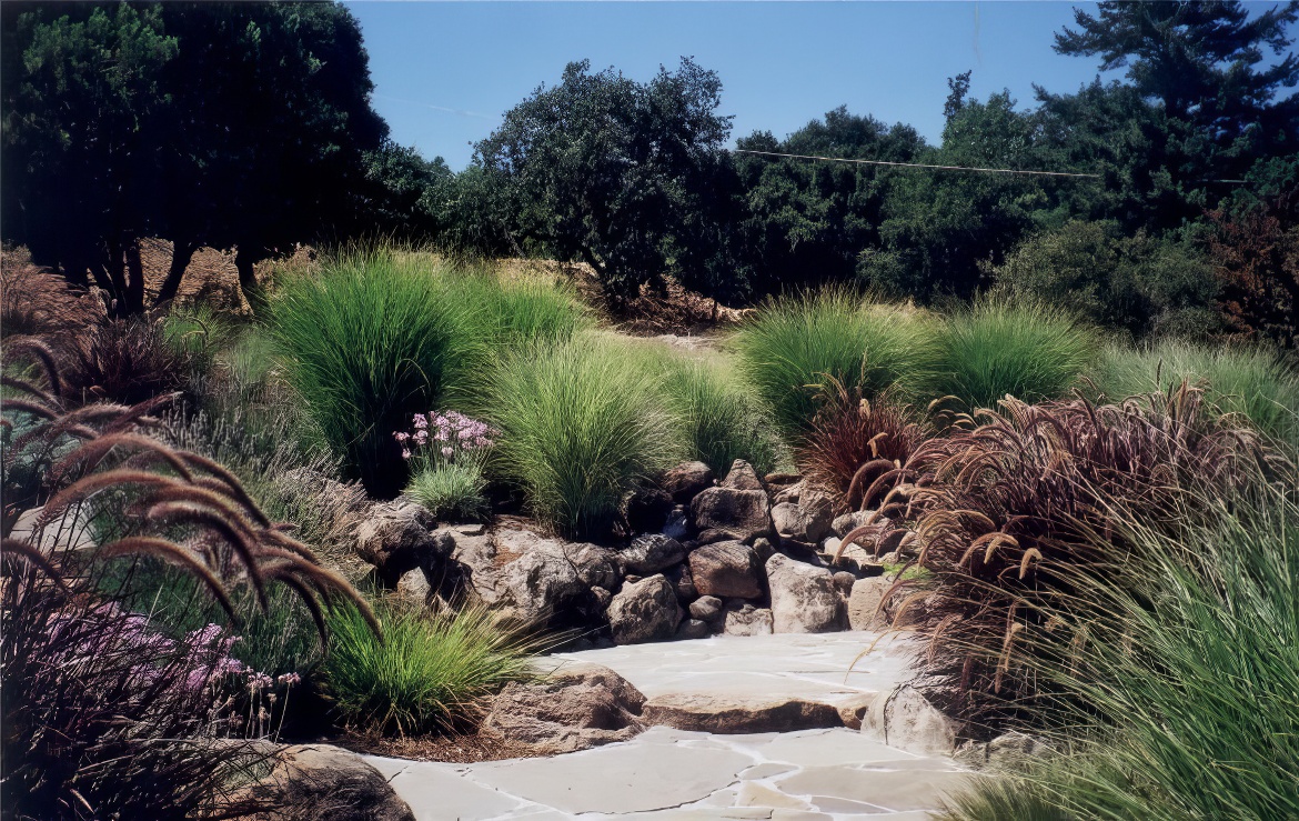 Grasses and Hillside