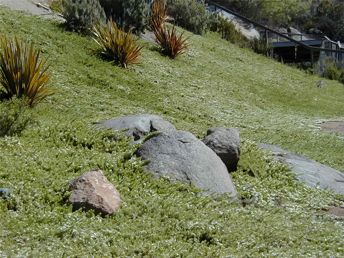 Myoporum Slope