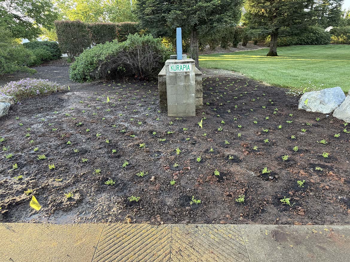 Kurapia Ground Cover