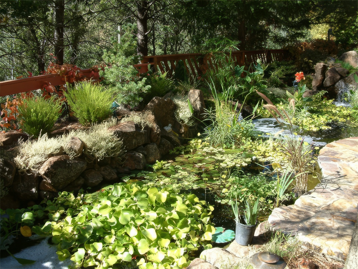 Pond View