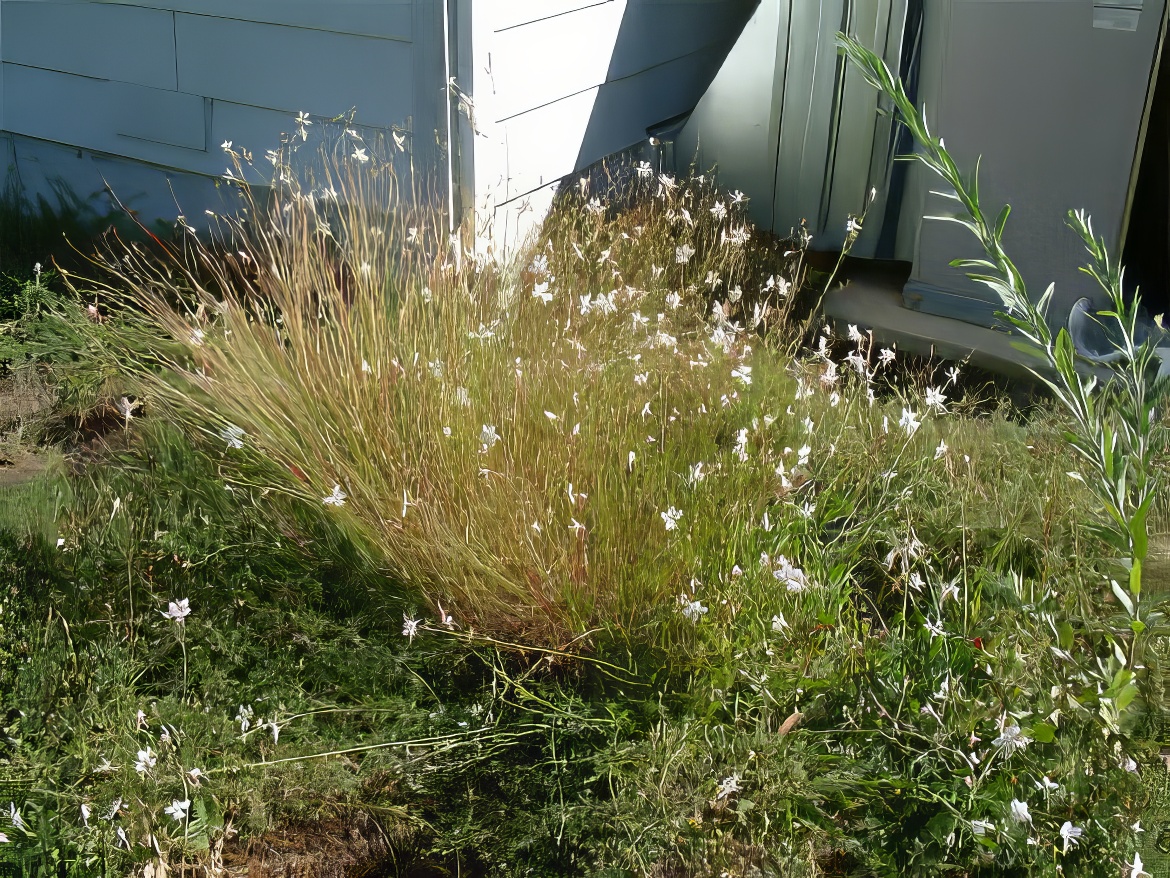Gaura Planting