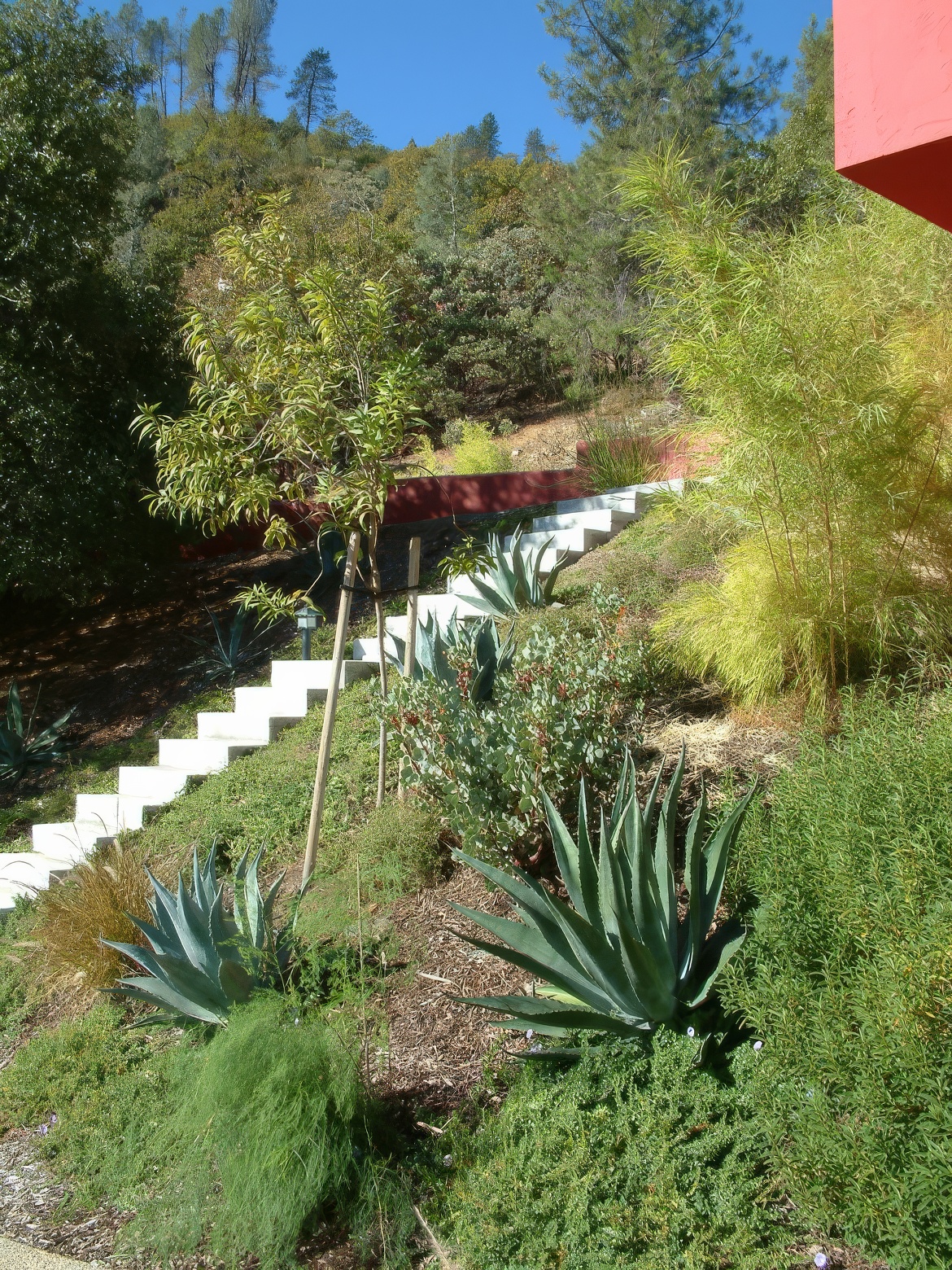 Water Wise Hillside