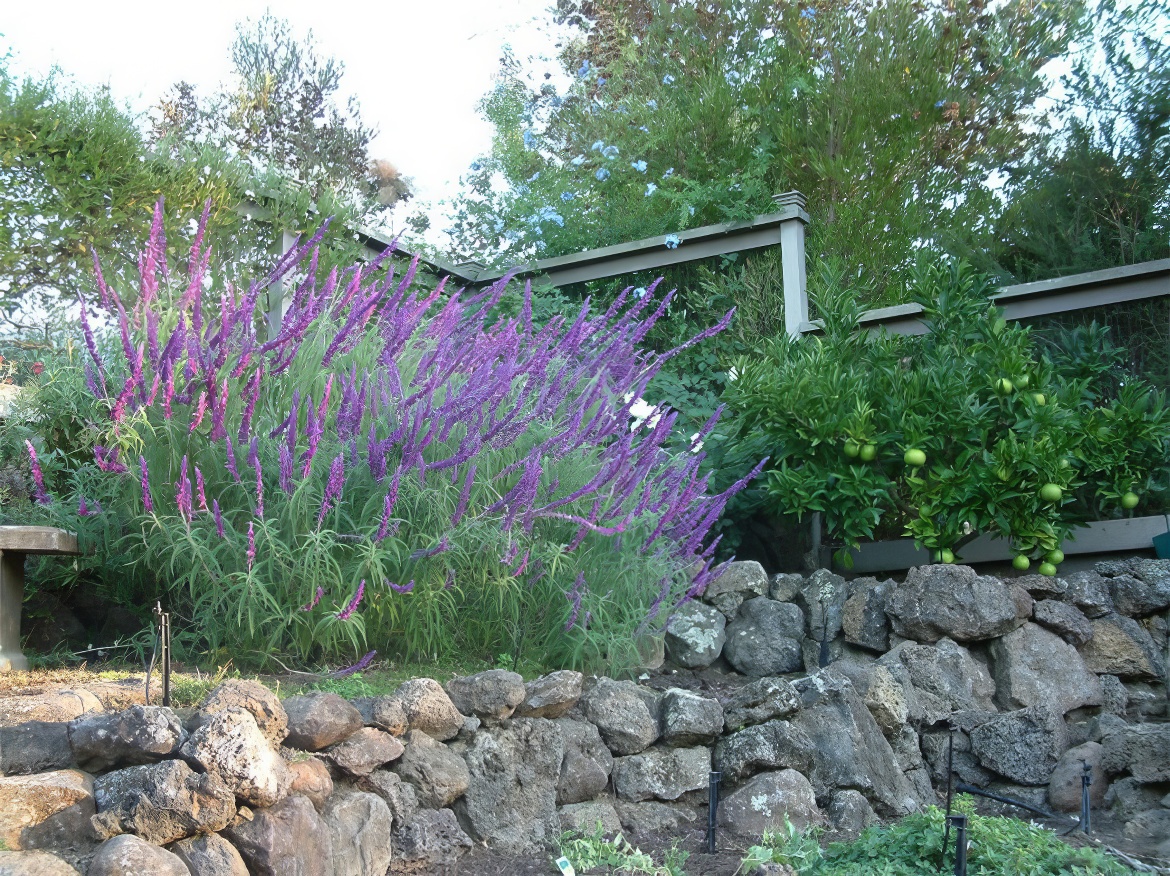 Raised Planter and Salvia
