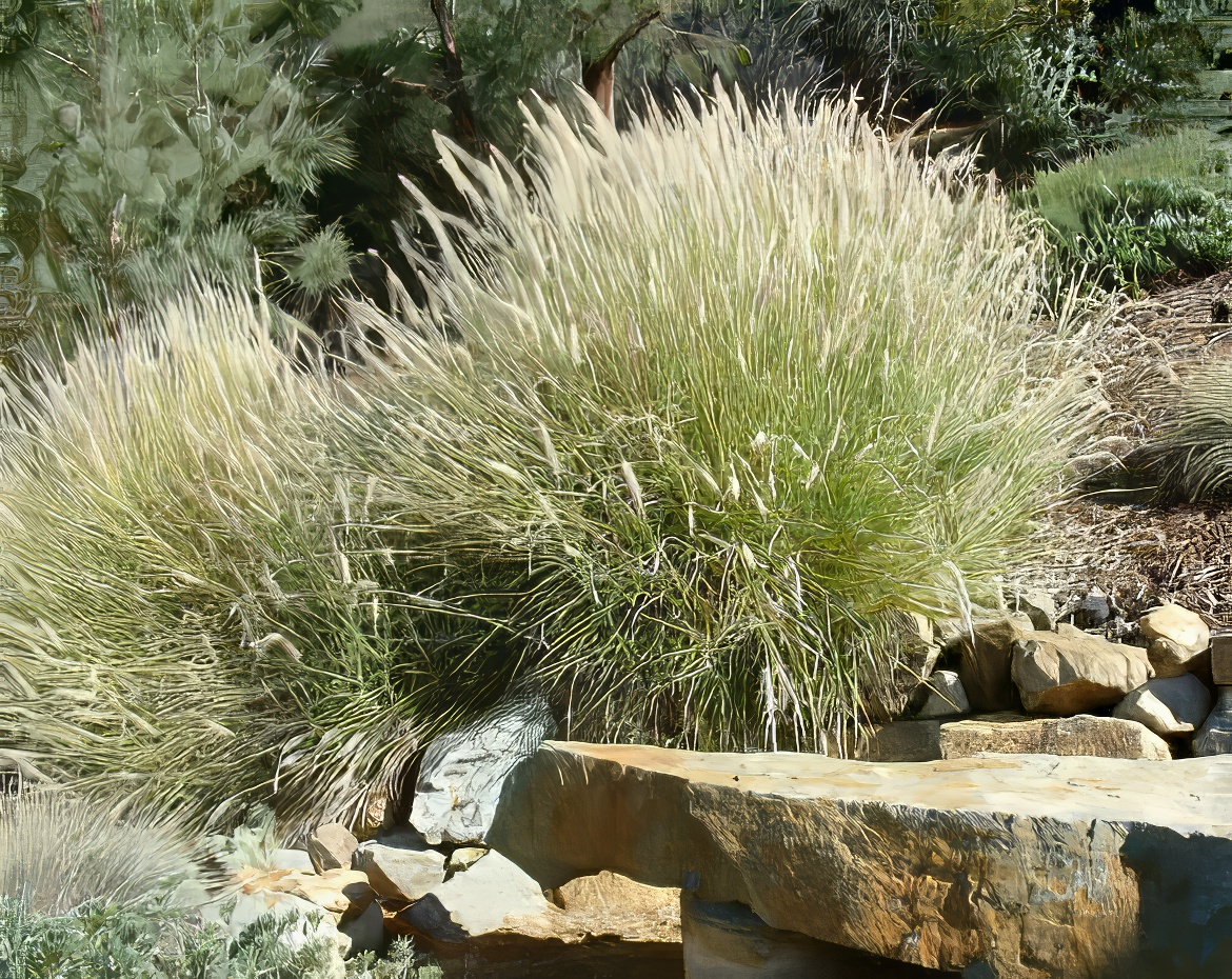 Spectacular Miscanthus