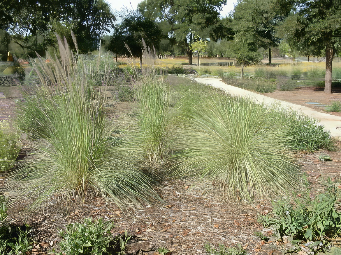 Grasses and Oaks