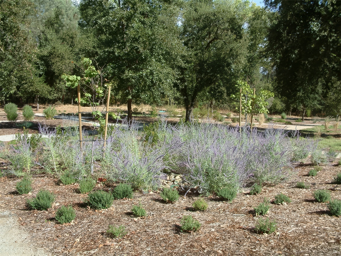 Stand of Russian Sage