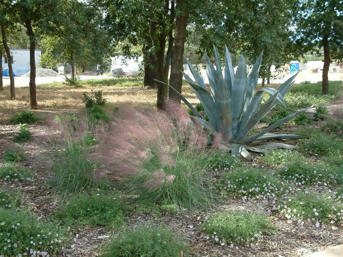 Agave and Fall Grass