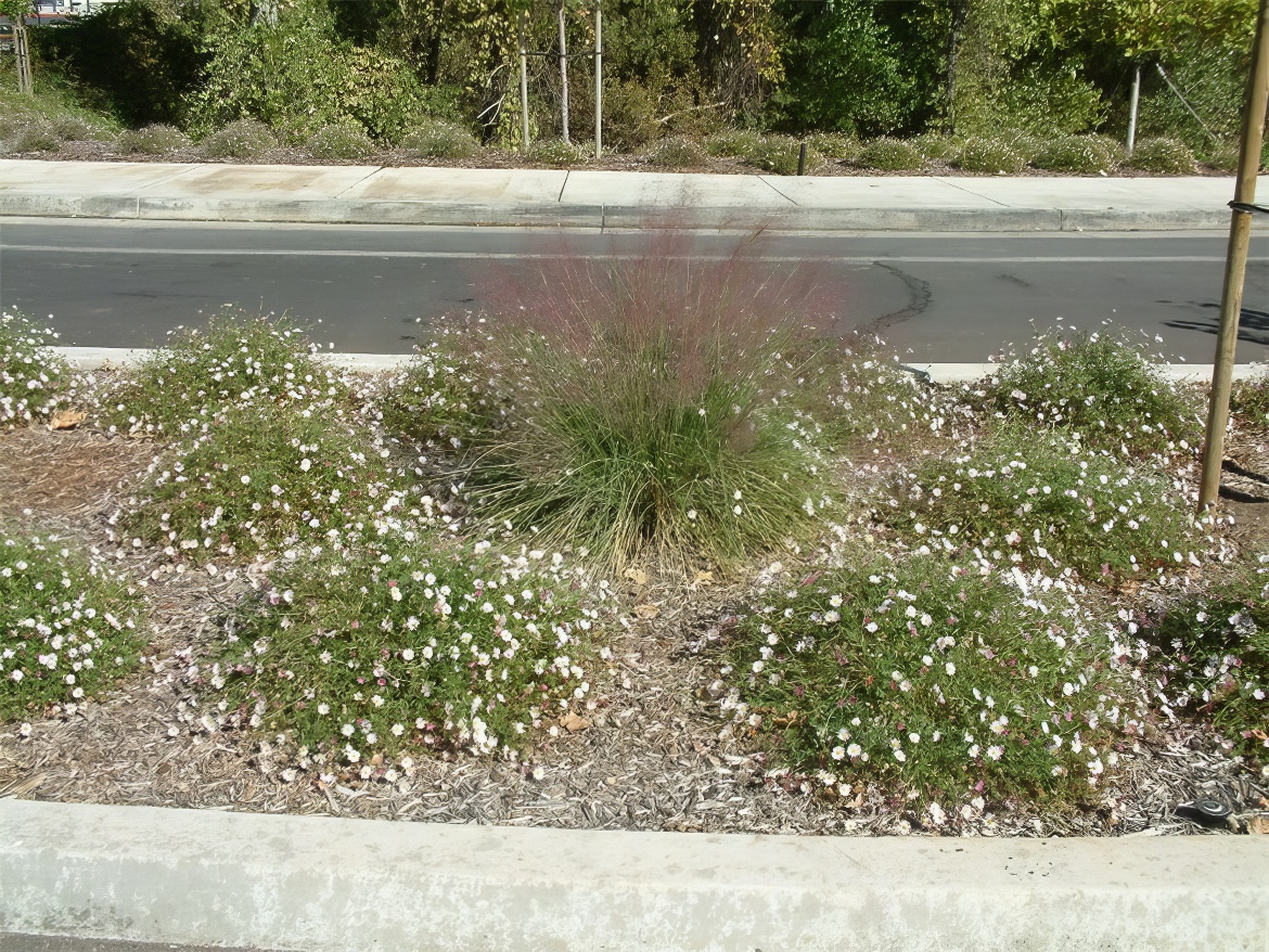 Median Strip lead to Arboretum Detail