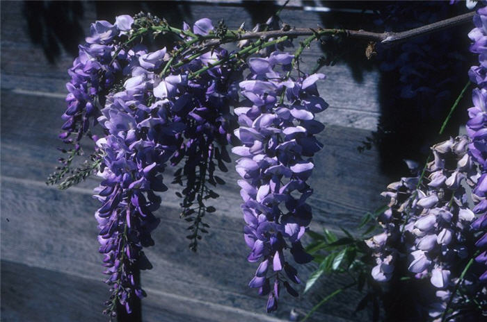 Wisteria sinensis 'Cooke's Purple' - Boething Treeland Farms