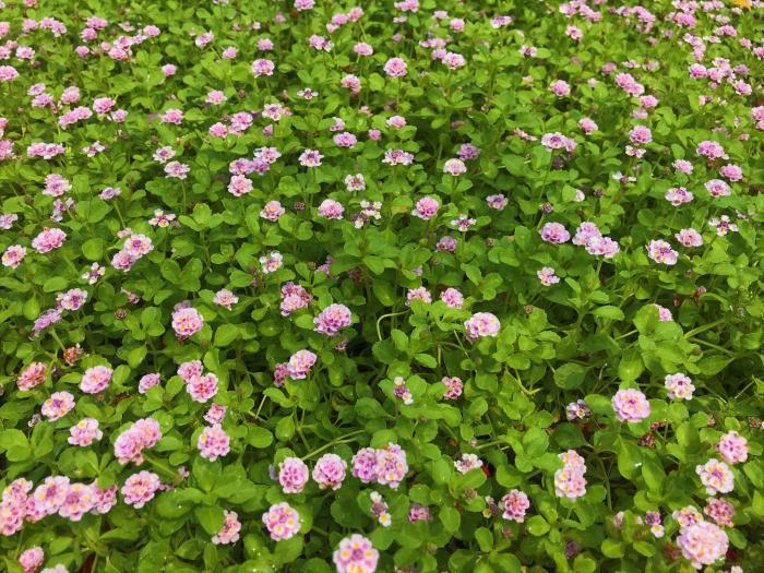 Phyla nodiflora 'pink'