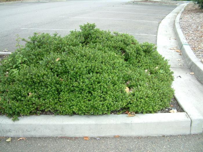 Plant photo of: Arctostaphylos densiflora 'Emerald Carpe