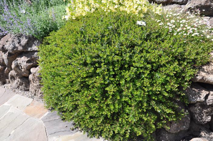 Plant photo of: Arctostaphylos densiflora 'Emerald Carpe