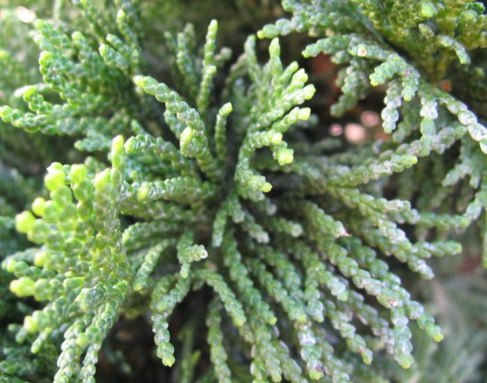 Plant photo of: Chamaecyparis obtusa 'Nana'