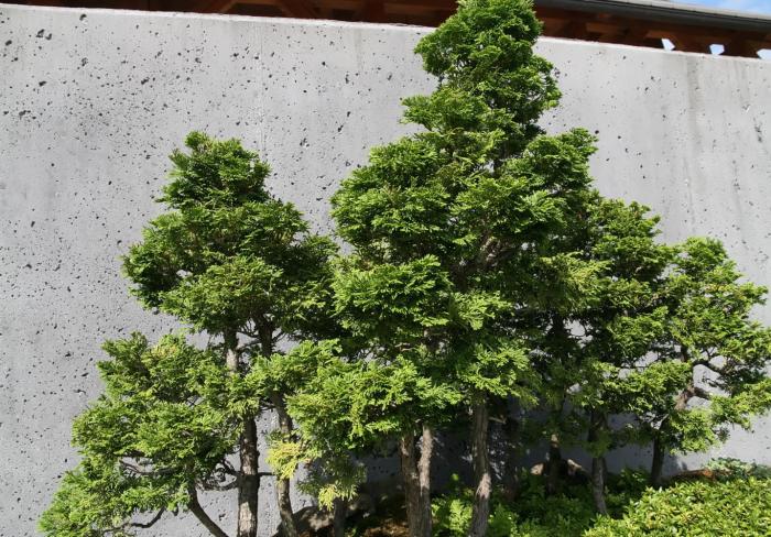 Plant photo of: Chamaecyparis obtusa 'Nana'
