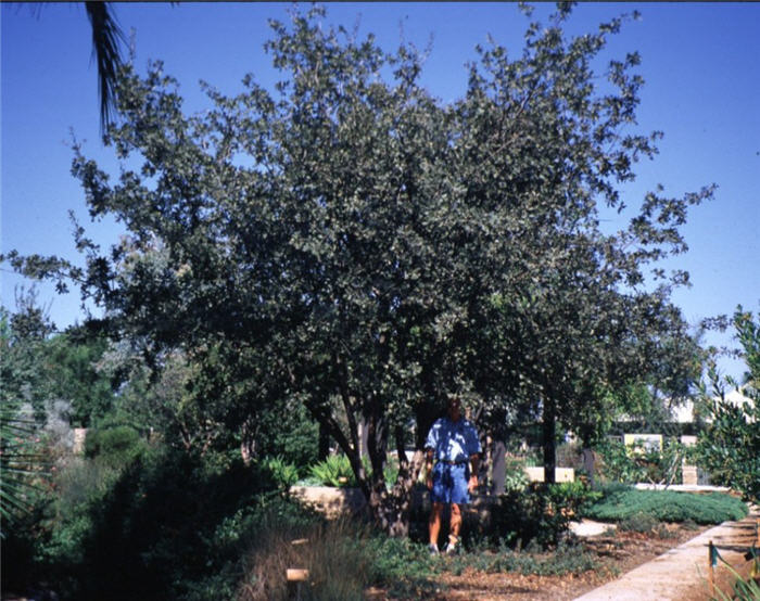 Plant photo of: Quercus lobata