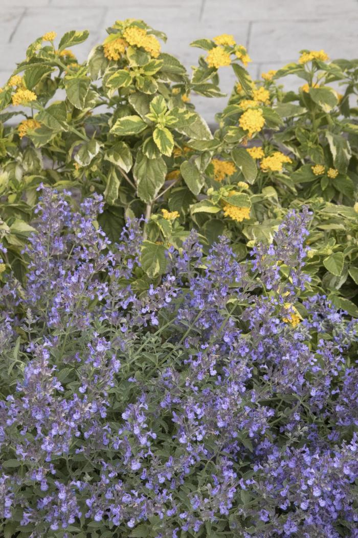 Plant photo of: Lantana camara 'Lemon Swirl