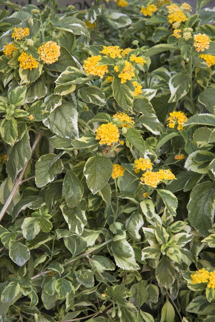 Plant photo of: Lantana camara 'Lemon Swirl