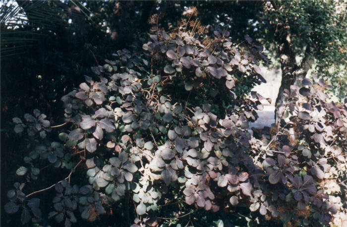 Plant photo of: Cotinus coggygria 'Purpureus'