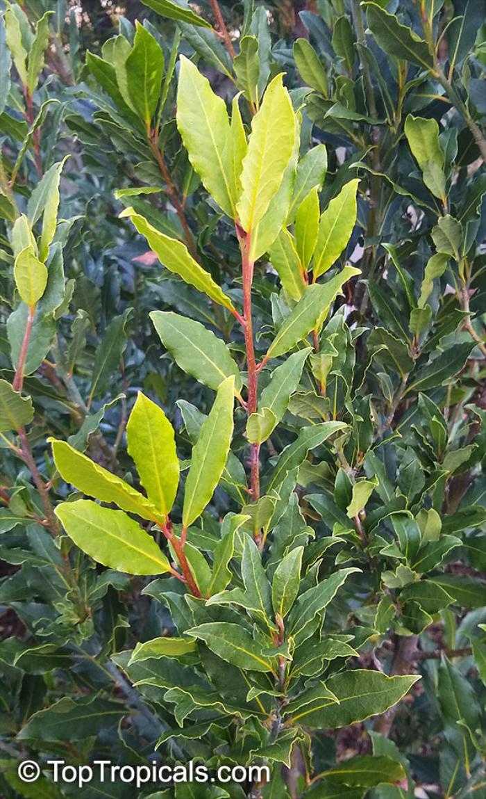 Plant photo of: Laurus nobilis