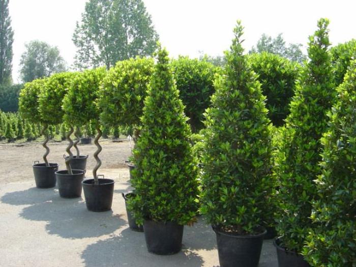 Plant photo of: Laurus nobilis