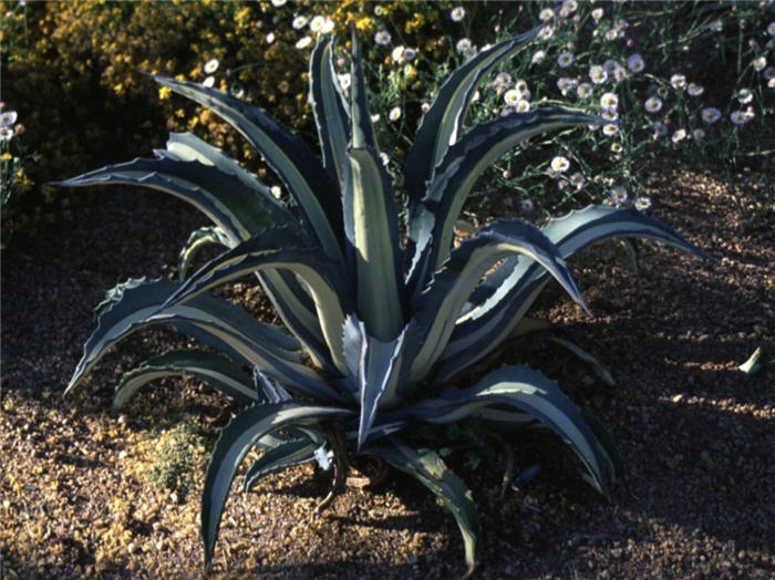 Plant photo of: Agave americana variegata mediopicta