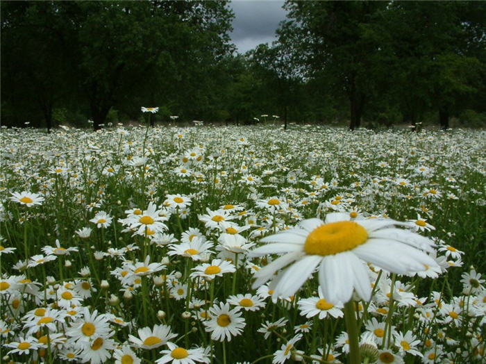 Plant photo of: Chrysanthemum leucanthemum