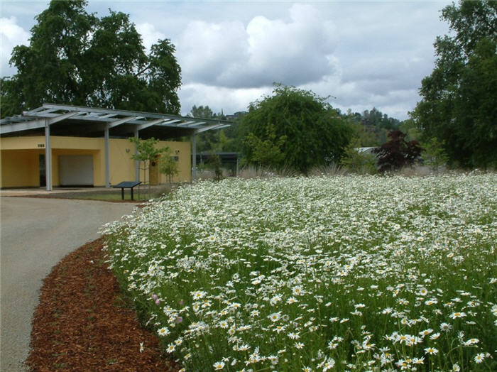 Plant photo of: Chrysanthemum leucanthemum