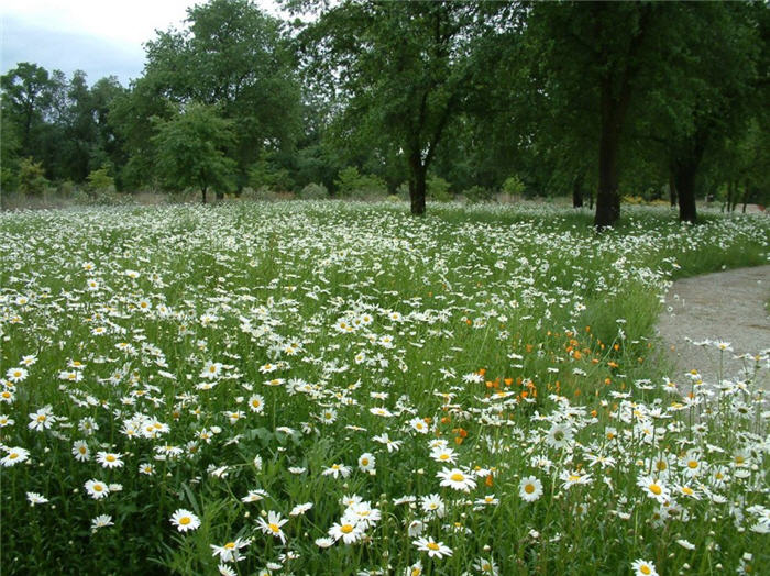 Plant photo of: Chrysanthemum leucanthemum