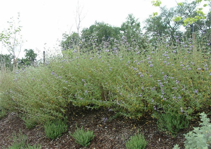 Plant photo of: Salvia X clevelandii 'Allen Chickering'