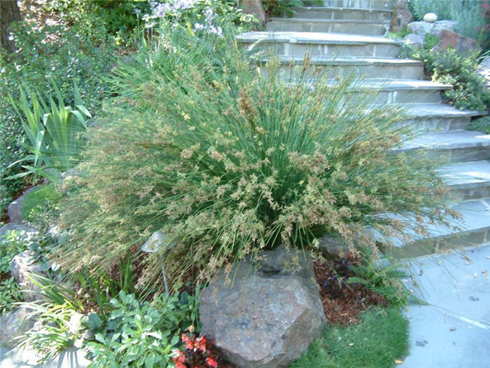 Plant photo of: Juncus patens 'Occidental Blue'