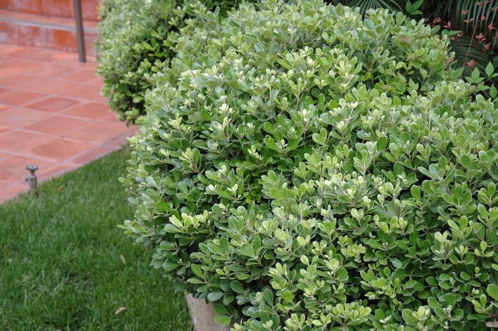 Plant photo of: Pittosporum crassifolium 'Compactum'