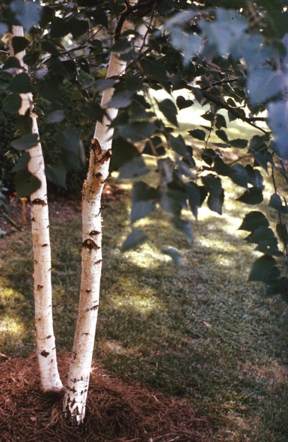 Plant photo of: Betula pendula