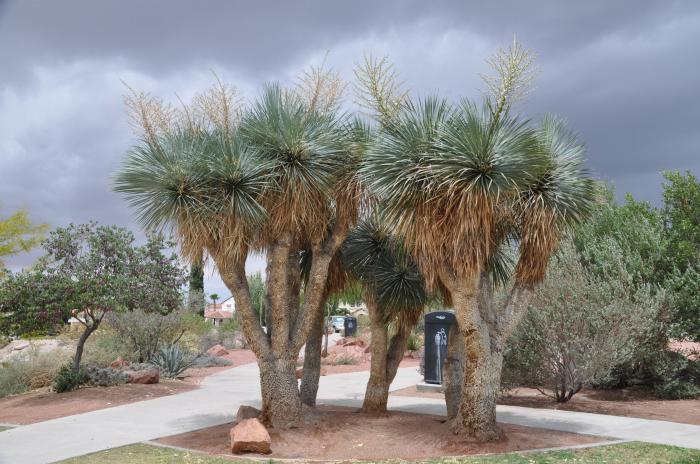 Plant photo of: Yucca rostrata