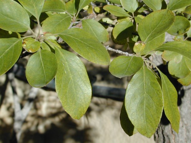 Plant photo of: Chionanthus retusus