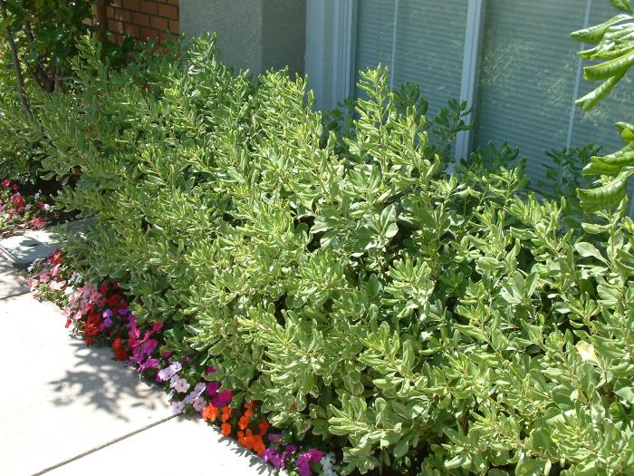Plant photo of: Pittosporum tobira 'Variegata'
