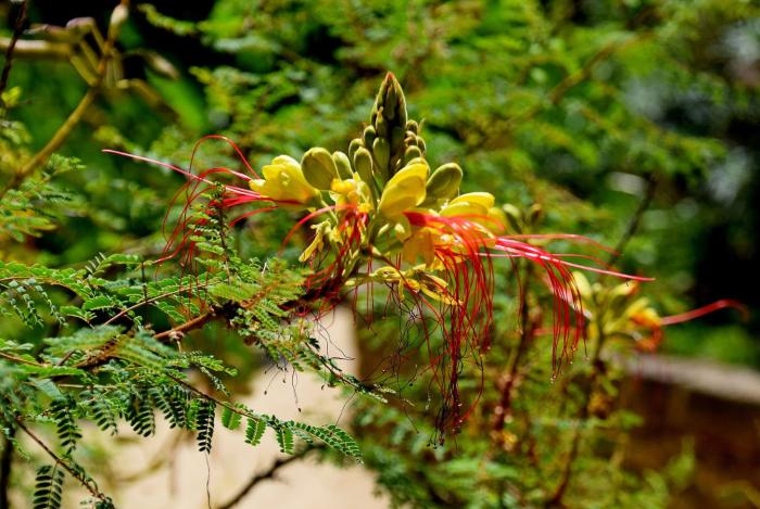 Plant photo of: Caesalpinia gilliesii