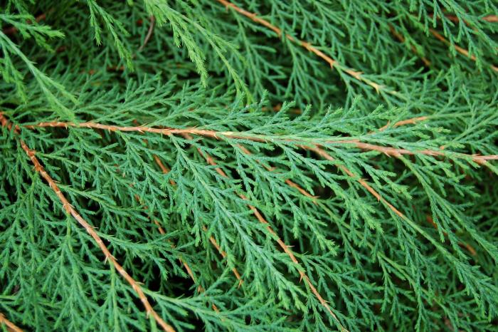 Plant photo of: Microbiota decussata