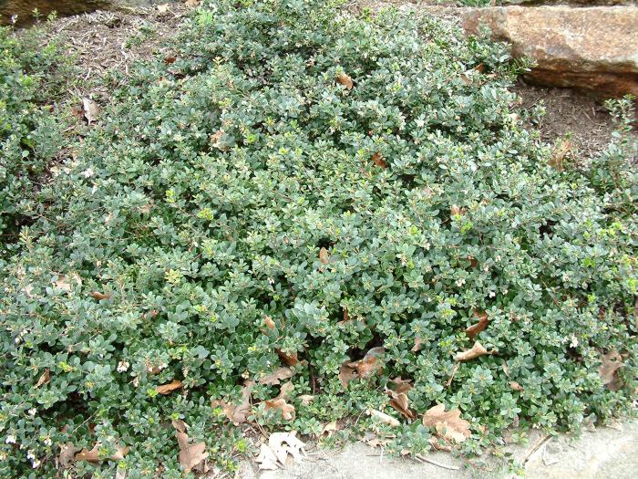 Plant photo of: Arctostaphylos uva-ursi