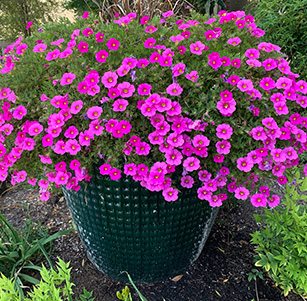 Plants for Containers