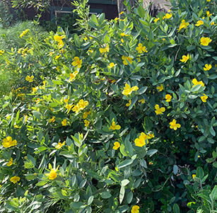 Low Maintenance Shrubs