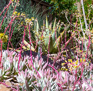 Succulents
