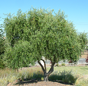 Low Water Trees