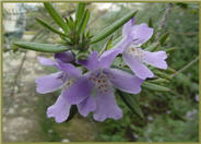 Coast  Rosemary