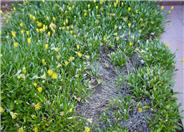 Semi-trailing Yellow Gazania