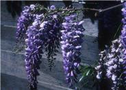 Chinese Wisteria